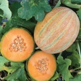 Melon Seeds Jordan Update