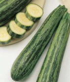 Squash Seeds Germany Update July 9, 2023