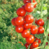 Tomato Seeds Germany Update Jan 5, 2025