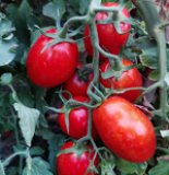 Tomato Seeds China Update, April 28, 2025
