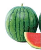 Watermelon Seeds Update Germany Jan 9, 2025