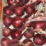 Onion Seeds Red Italy Update