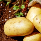 Seed Potato Netherlands Update November 3, 2022